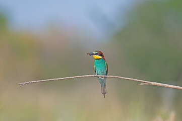 European Bee-eater (Merops apiaster) standing on a branch with an insect in its mouth.
