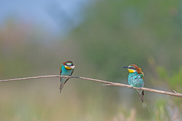 European Bee-eater (Merops apiaster) standing on a branch with an insect in its mouth.