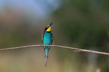 European Bee-eater (Merops apiaster) standing on a branch. Natural, blurred background.
