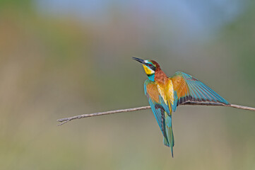 European Bee-eater (Merops apiaster) standing on a branch. Blurred background.