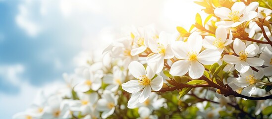 The white flowers are blooming beautifully with yellow petals and surrounded by green nature, open sky, and shining sun. - Powered by Adobe