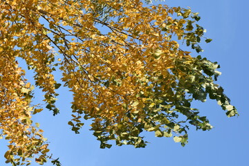 yellow autumn leaves against blue sky
