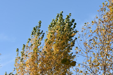 autumn leaves against blue sky