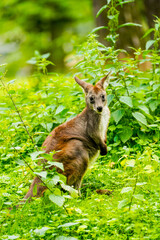 Portrait of a red-necked wallaby on a green meadow. Notamacropus rufogriseus. Bennett's wallaby....