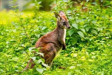 Portrait of a red-necked wallaby on a green meadow. Notamacropus rufogriseus. Bennett's wallaby. Kangaroo.
