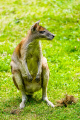 Portrait of a red-necked wallaby on a green meadow. Notamacropus rufogriseus. Bennett's wallaby. Kangaroo.