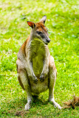 Portrait of a red-necked wallaby on a green meadow. Notamacropus rufogriseus. Bennett's wallaby. Kangaroo.