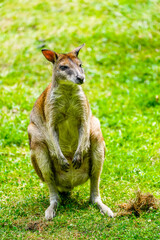 Portrait of a red-necked wallaby on a green meadow. Notamacropus rufogriseus. Bennett's wallaby. Kangaroo.