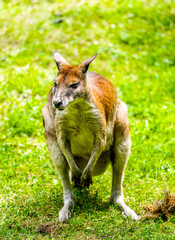 Portrait of a red-necked wallaby on a green meadow. Notamacropus rufogriseus. Bennett's wallaby. Kangaroo.