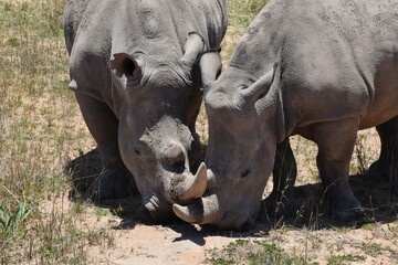 Fototapeta premium Pair of white rhinoceroses