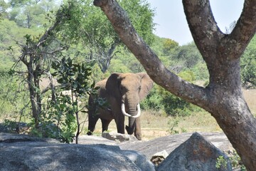 Fototapeta premium African elephant in wild