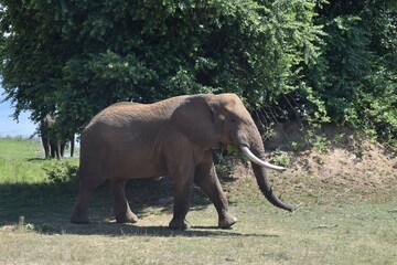 African elephant in wild
