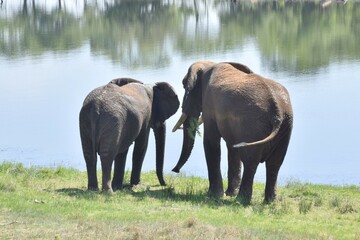 African elephant pair