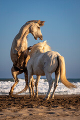 wild horses on the beach, manly games between 2 stallions

