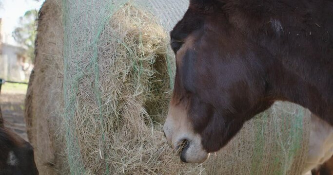 Horse, mule and donkey eating and feeding on hay at ranch farm. Mid shot