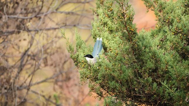 Azure-winged Magpie (Cyanopica cyanus) Bird Pulls off Juniperus Phoenicea Berrry and Eats Them in Late Autumn at Seoul, South Korea