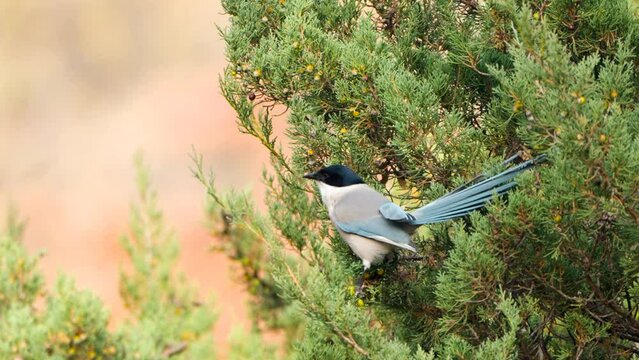 Close-up of Azure-winged Magpie Bird Picking up or Pulling of Berry From Juniperus Phoenicea Evergreen Shrub Branches in Autumn and Fly Away in Slow Motion