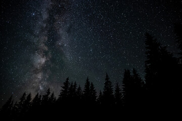 Milky Way Galaxy over the forest - obrazy, fototapety, plakaty