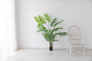 Fototapeta na wymiar Green Palm Tree Plant and Vintage Armchair in White Room Interior