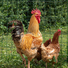 Poultry farm with rooster, galena and chickens
