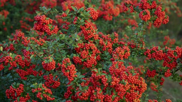 Firethorn Plant With Red Berry-like Pome Fruits At Gaetgol Ecological Park In Siheung, South Korea. parallax shot