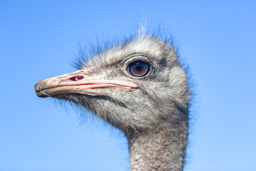 Ostrich Birds Farm Outdoors Blue Sky Close Up Agriculture Industry - 686104608