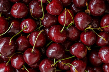 Cherry background.Close up of a bunch of bright red cherries shot from above. Cherry with drops. Food background.