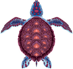 Turtle on top view, vector isolated animal.