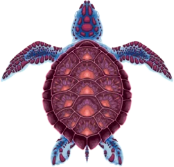 Fototapeten Turtle on top view, vector isolated animal. © ddraw