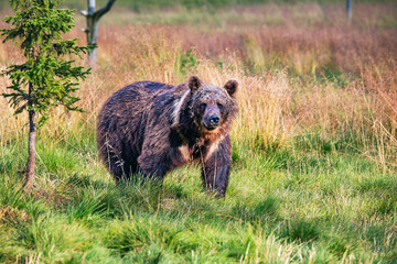 brown bear in the forest
