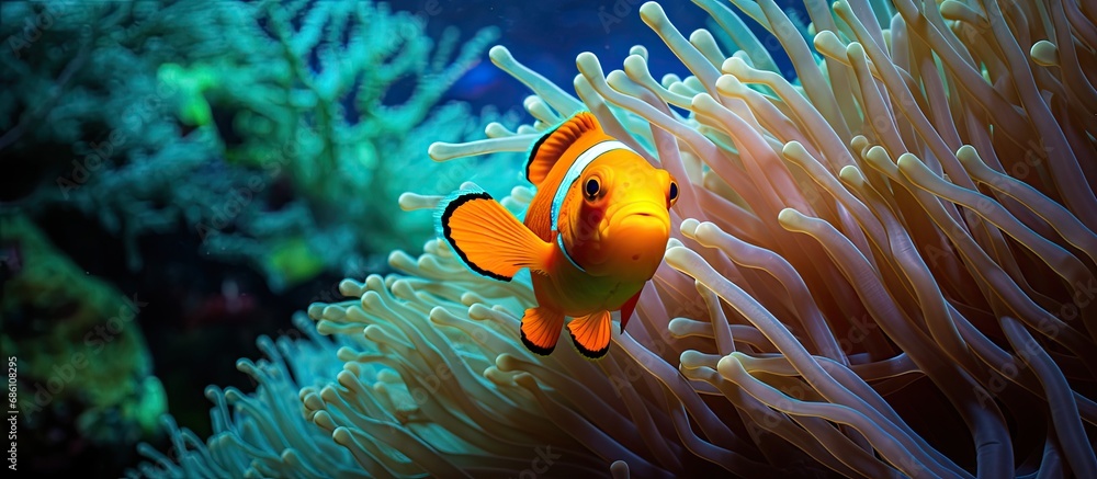 Wall mural the orange-fin anemonefish in palau swims with its host anemone on a coral reef among its tentacles.