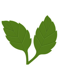 Green leaf 