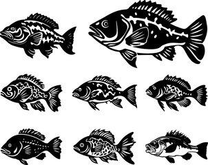 Sets of grouper fish isolated on transparent background. Fishs. Underwater animals. - obrazy, fototapety, plakaty
