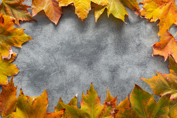Naklejka na ściany i meble Maple leaves laid out on a gray background in the shape of circle