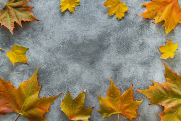 Naklejka na ściany i meble Maple leaves laid out on a gray background