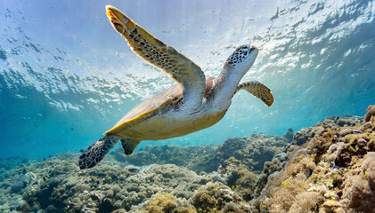 Obraz na płótnie Canvas sea ​​turtle swimming in tropical sea