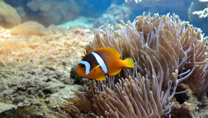 Fototapeta na wymiar colorful fish swimming in the tropical sea