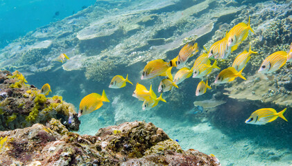 Fototapeta na wymiar colorful fish swimming in the tropical sea