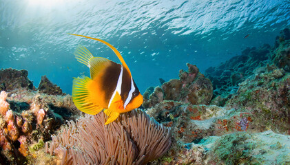 Naklejka na ściany i meble colorful fish swimming in the tropical sea