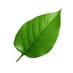 3d green leaf isolated on transparent background