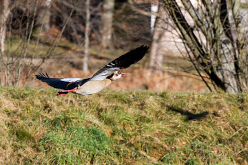 Fliegende Nilgans in der Oberlausitz