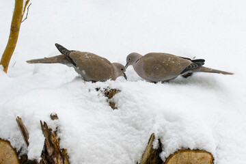 Türkentauben bei der Futtersuche im Winter