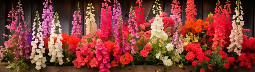 A vibrant display of snapdragons, their fiery blooms standing tall and proud against a rustic garden shed.