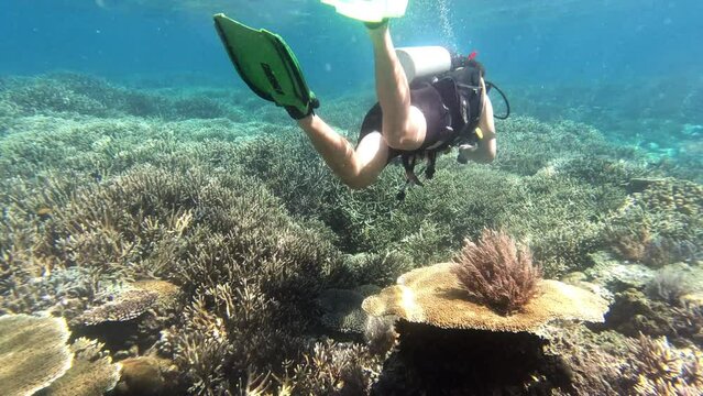 Scuba diver, swimming underwater and holiday hobby for adventure, coral reef and seaweed in deep sea. Fish, vacation and freedom in Indonesia, carefree or ecosystem and travelling to Raja Ampat