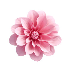 3d Pink Flower isolated on transparent background