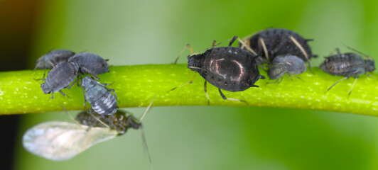 Aphis fabae aphids (Black Bean Aphid) on a plant