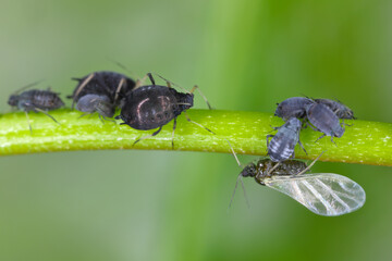 Aphis fabae aphids (Black Bean Aphid. A colony of wingless and winged individuals feeding (sucking...