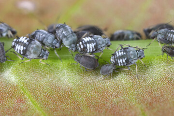 Aphis fabae aphids (Black Bean Aphid) on a plant. Colony of wingless specimens.