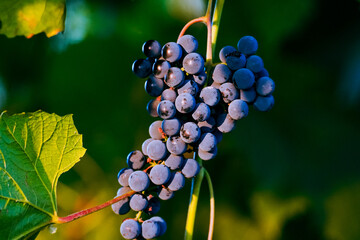 Grapes in the sunlight