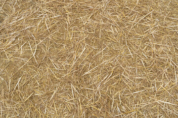 Hay Texture Background, Straw Pattern, Dry Golden Grass Mockup, Dry Baled Hay Bales Stacks Banner